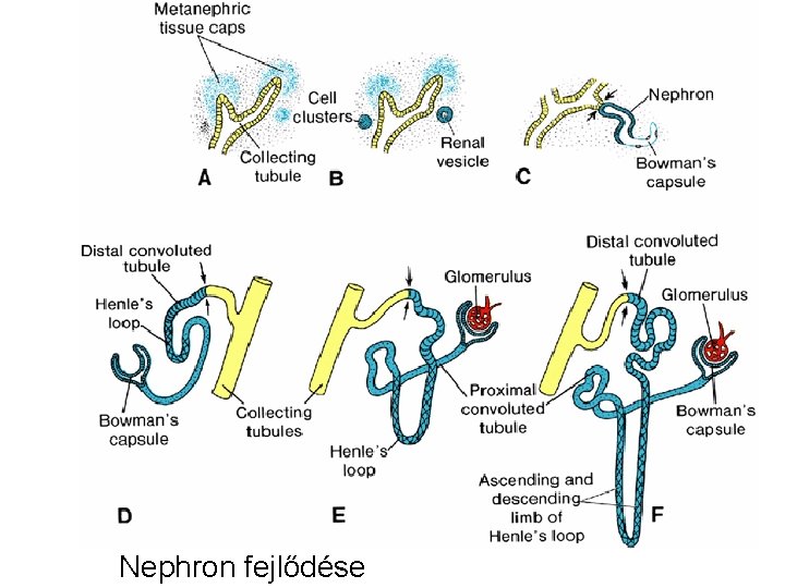 Nephron fejlődése 