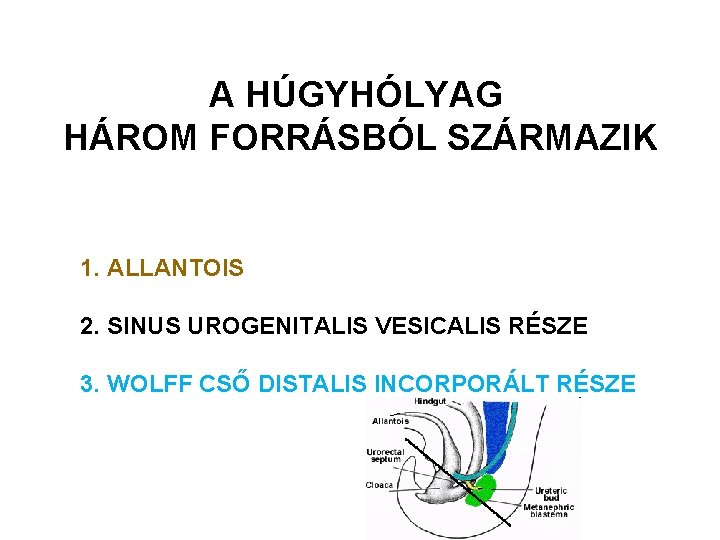 A HÚGYHÓLYAG HÁROM FORRÁSBÓL SZÁRMAZIK 1. ALLANTOIS 2. SINUS UROGENITALIS VESICALIS RÉSZE 3. WOLFF