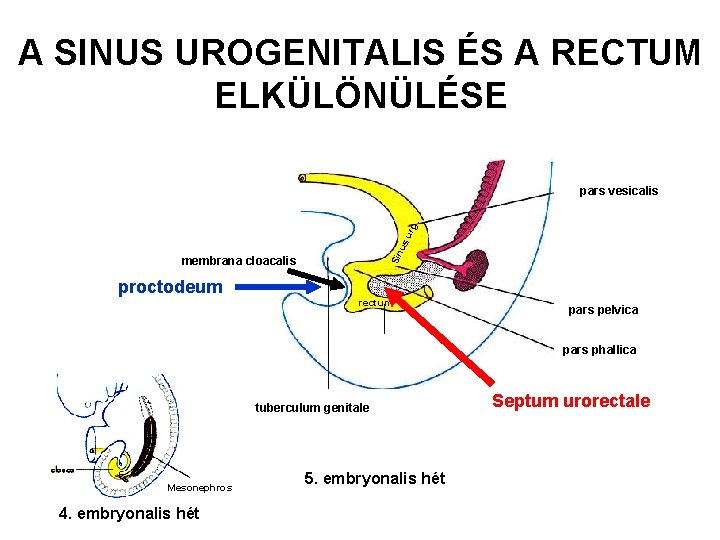 A SINUS UROGENITALIS ÉS A RECTUM ELKÜLÖNÜLÉSE Sin us ur g. pars vesicalis membrana