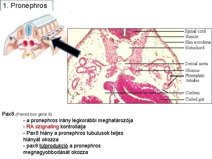 1. Pronephros Pax 8 (Paired box gene 8) - a pronephros irány legkorábbi meghatározója