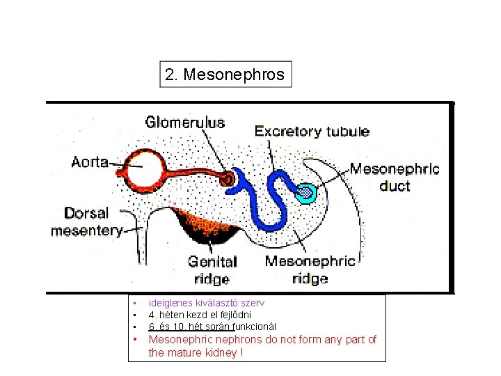 2. Mesonephros • • • ideiglenes kiválasztó szerv 4. héten kezd el fejlődni 6.