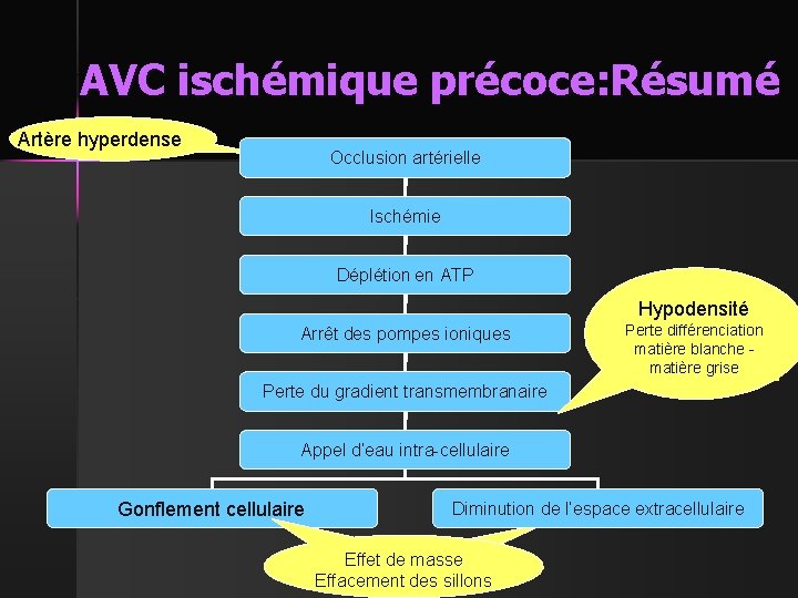 AVC ischémique précoce: Résumé Artère hyperdense Occlusion artérielle Ischémie Déplétion en ATP Hypodensité Arrêt