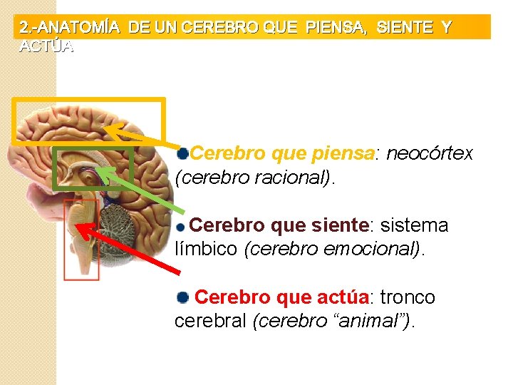 2. -ANATOMÍA DE UN CEREBRO QUE PIENSA, SIENTE Y ACTÚA Cerebro que piensa: neocórtex