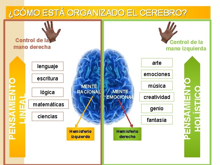 ¿CÓMO ESTÁ ORGANIZADO EL CEREBRO? Control de la mano derecha Control de la mano