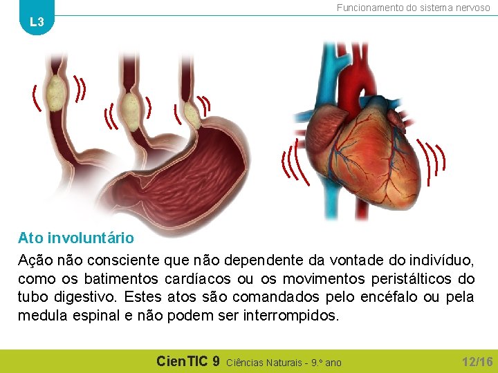 Funcionamento do sistema nervoso L 3 Ato involuntário Ação não consciente que não dependente