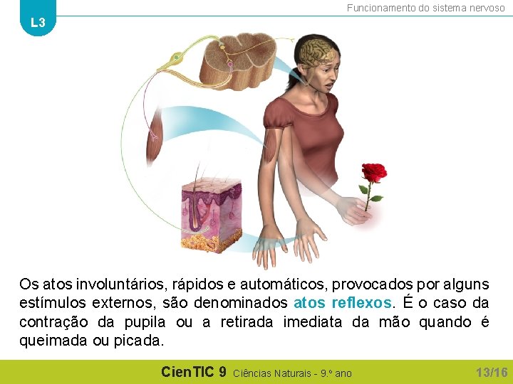 Funcionamento do sistema nervoso L 3 Os atos involuntários, rápidos e automáticos, provocados por