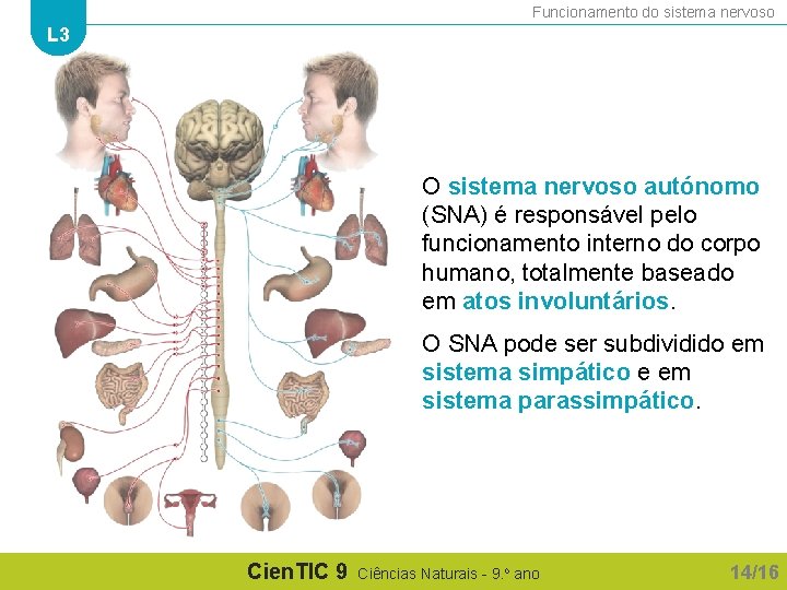 Funcionamento do sistema nervoso L 3 O sistema nervoso autónomo (SNA) é responsável pelo