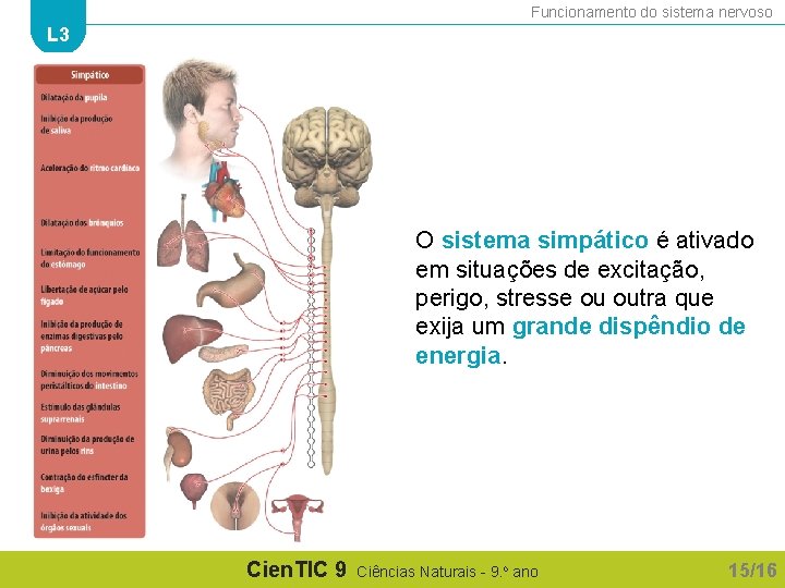 Funcionamento do sistema nervoso L 3 O sistema simpático é ativado em situações de