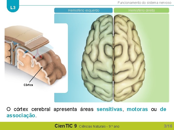 Funcionamento do sistema nervoso L 3 Hemisfério esquerdo Hemisfério direito Córtex O córtex cerebral