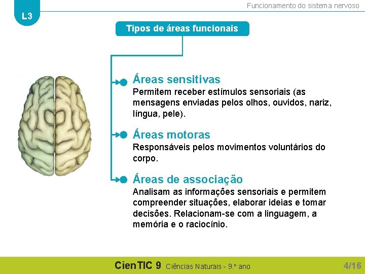 Funcionamento do sistema nervoso L 3 Tipos de áreas funcionais Áreas sensitivas Permitem receber