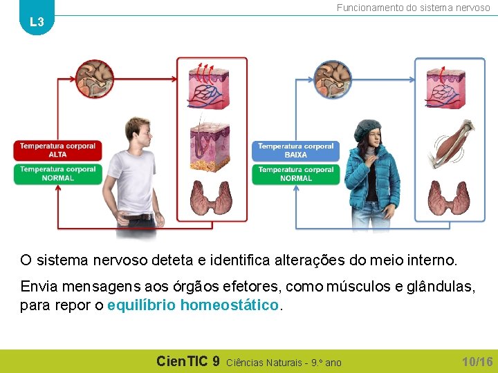 Funcionamento do sistema nervoso L 3 O sistema nervoso deteta e identifica alterações do