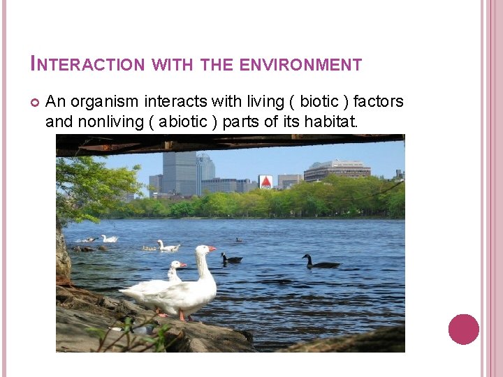 INTERACTION WITH THE ENVIRONMENT An organism interacts with living ( biotic ) factors and INTERACTION WITH THE ENVIRONMENT An organism interacts with living ( biotic ) factors and