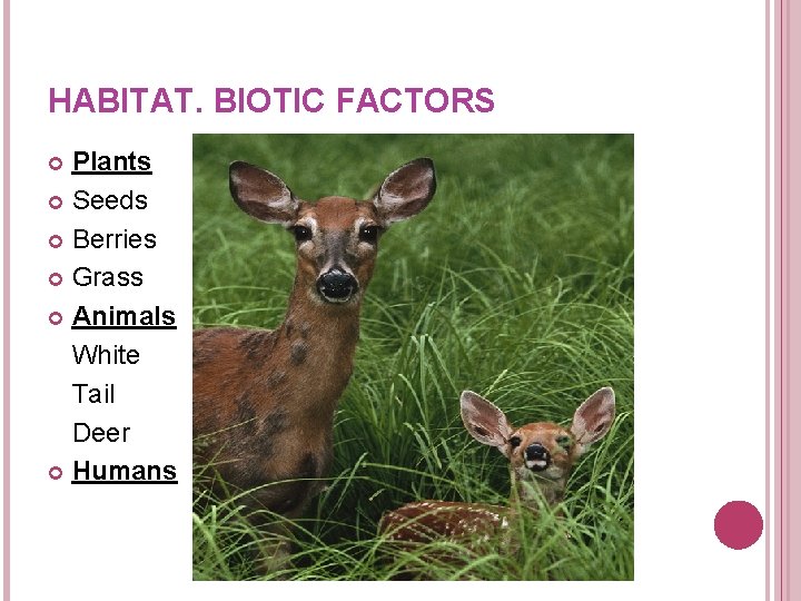 HABITAT. BIOTIC FACTORS Plants Seeds Berries Grass Animals White Tail Deer Humans HABITAT. BIOTIC FACTORS Plants Seeds Berries Grass Animals White Tail Deer Humans