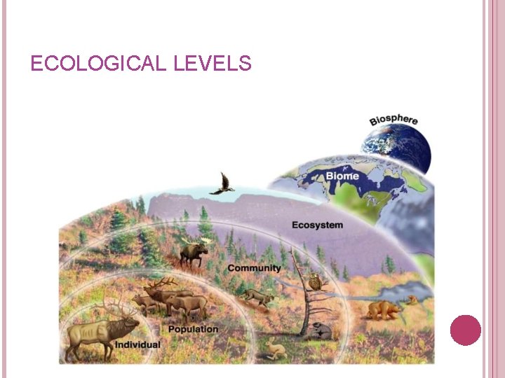 ECOLOGICAL LEVELS ECOLOGICAL LEVELS