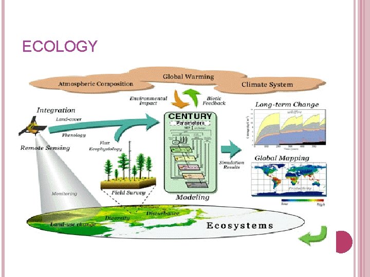 ECOLOGY ECOLOGY