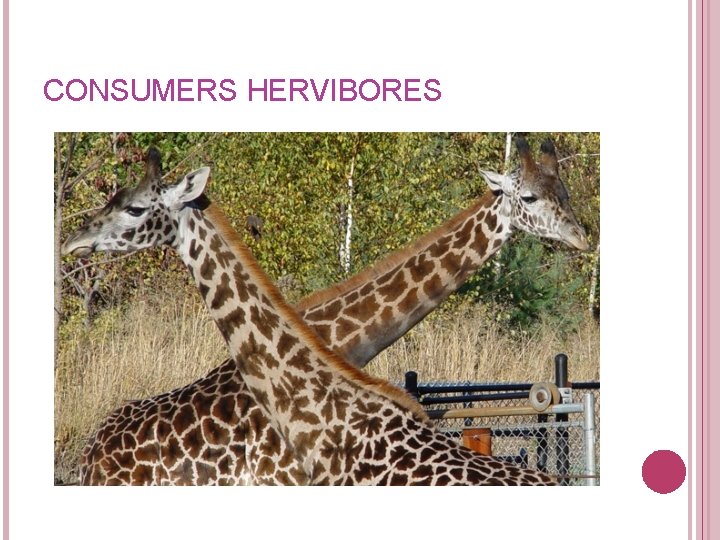 CONSUMERS HERVIBORES CONSUMERS HERVIBORES