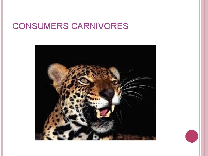 CONSUMERS CARNIVORES CONSUMERS CARNIVORES