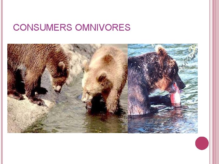 CONSUMERS OMNIVORES CONSUMERS OMNIVORES