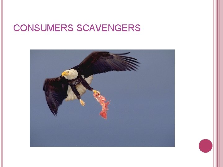 CONSUMERS SCAVENGERS CONSUMERS SCAVENGERS