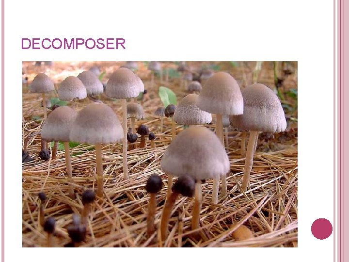 DECOMPOSER DECOMPOSER