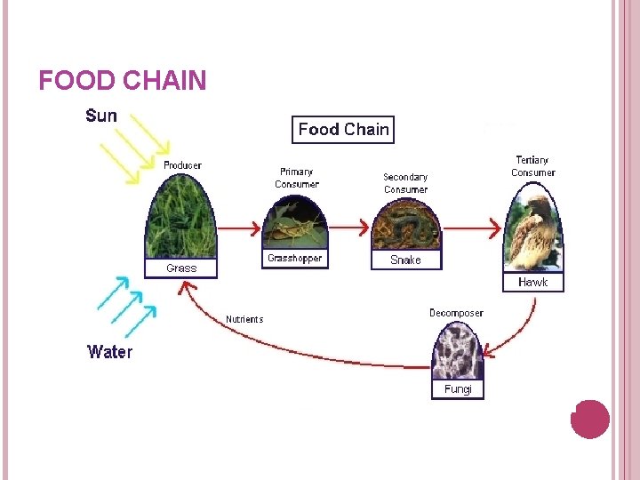 FOOD CHAIN FOOD CHAIN