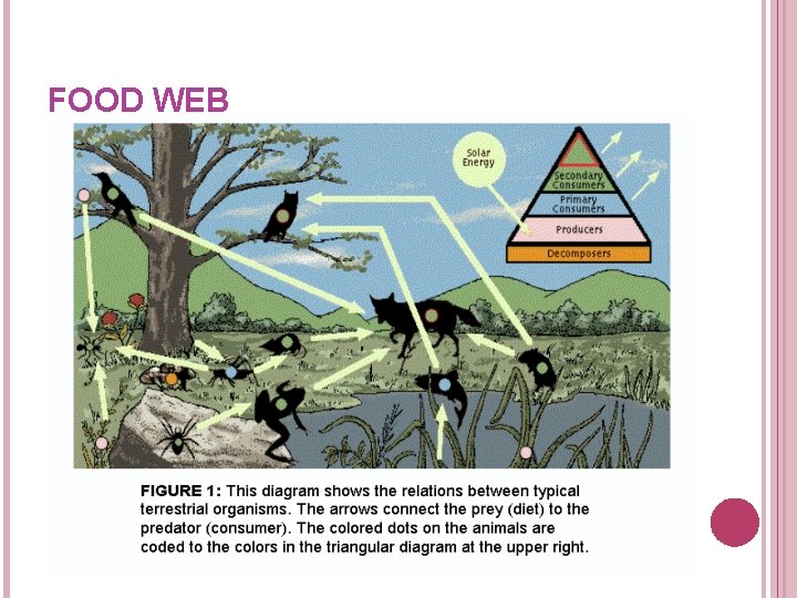 FOOD WEB FOOD WEB