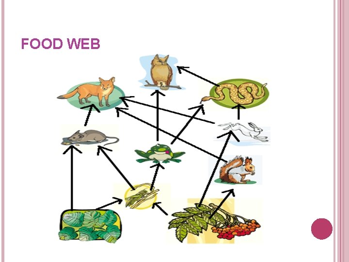 FOOD WEB FOOD WEB