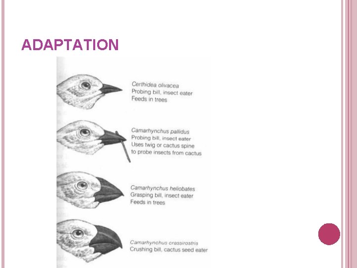 ADAPTATION ADAPTATION