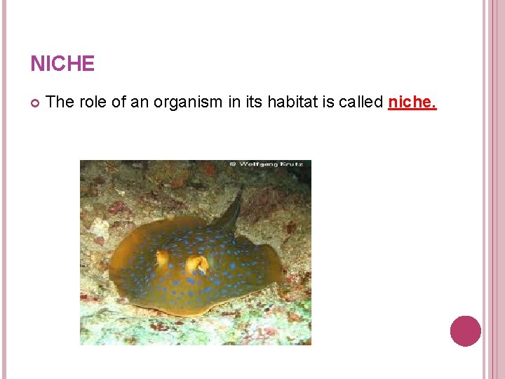 NICHE The role of an organism in its habitat is called niche. NICHE The role of an organism in its habitat is called niche.
