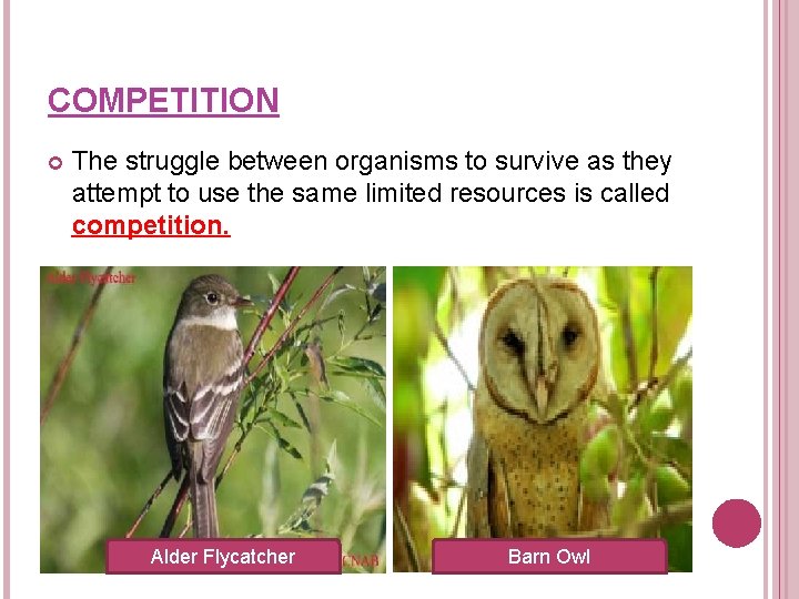 COMPETITION The struggle between organisms to survive as they attempt to use the same COMPETITION The struggle between organisms to survive as they attempt to use the same