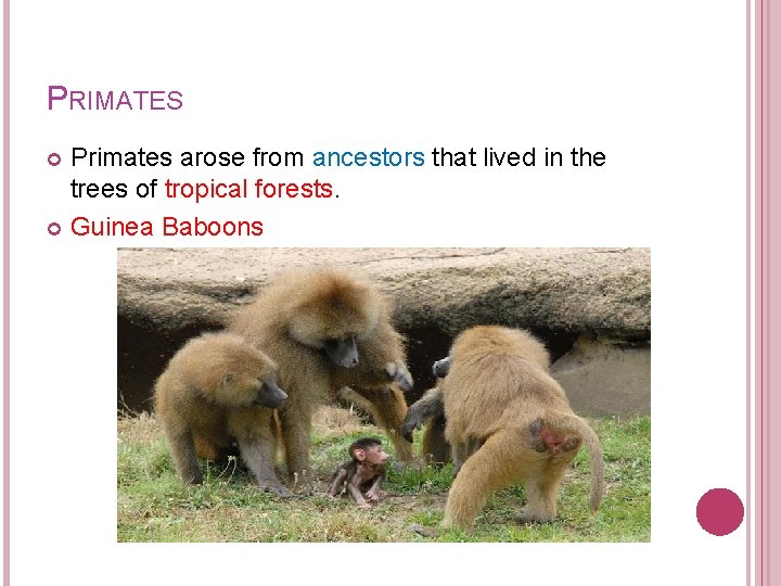 PRIMATES Primates arose from ancestors that lived in the trees of tropical forests. Guinea PRIMATES Primates arose from ancestors that lived in the trees of tropical forests. Guinea