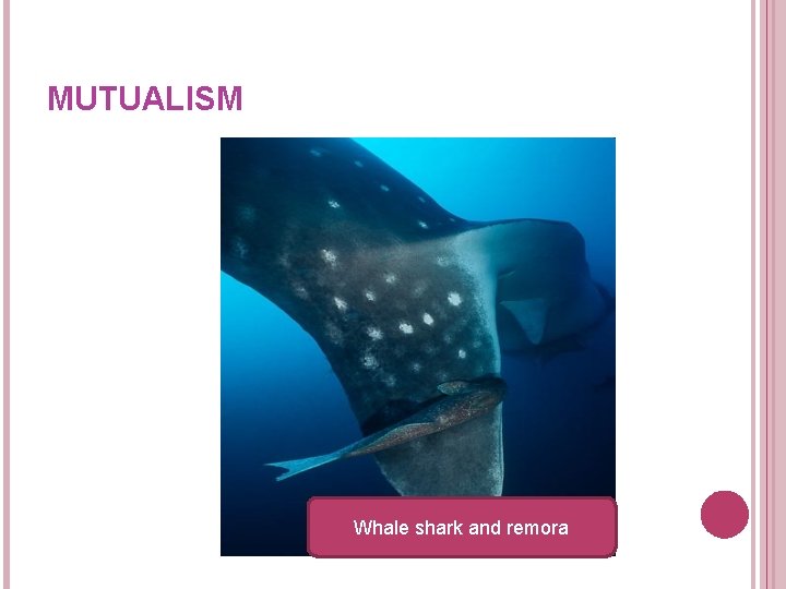 MUTUALISM Whale shark and remora MUTUALISM Whale shark and remora