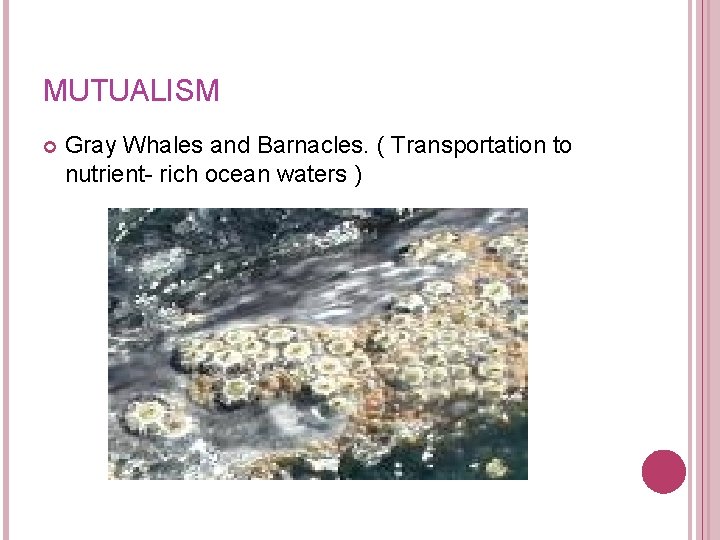 MUTUALISM Gray Whales and Barnacles. ( Transportation to nutrient- rich ocean waters ) MUTUALISM Gray Whales and Barnacles. ( Transportation to nutrient- rich ocean waters )