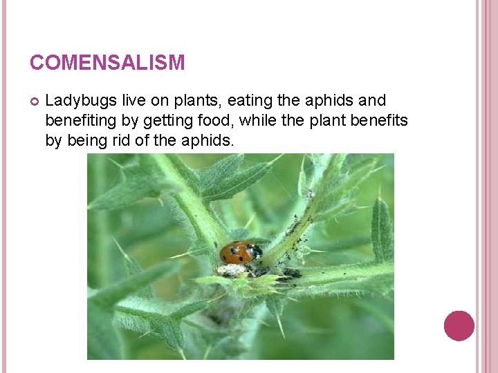 COMENSALISM Ladybugs live on plants, eating the aphids and benefiting by getting food, while COMENSALISM Ladybugs live on plants, eating the aphids and benefiting by getting food, while
