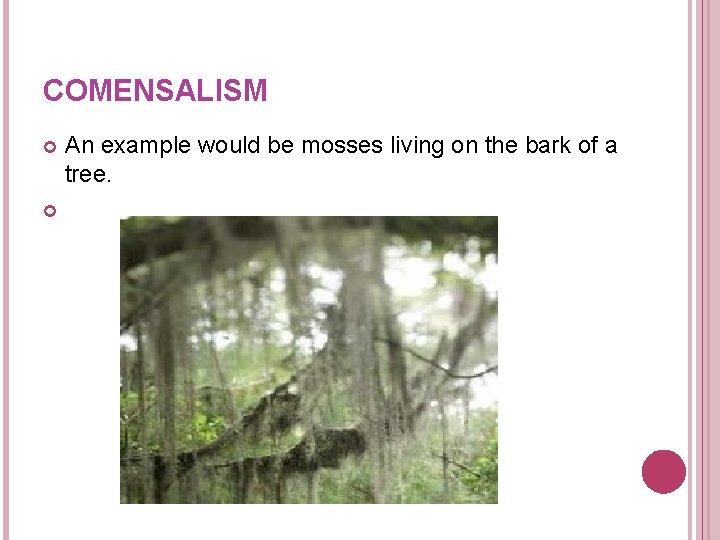 COMENSALISM An example would be mosses living on the bark of a tree. COMENSALISM An example would be mosses living on the bark of a tree.