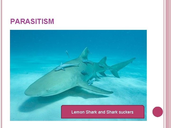 PARASITISM Lemon Shark and Shark suckers PARASITISM Lemon Shark and Shark suckers