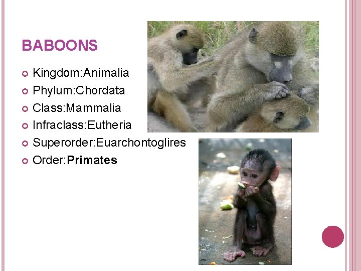 BABOONS Kingdom: Animalia Phylum: Chordata Class: Mammalia Infraclass: Eutheria Superorder: Euarchontoglires Order: Primates BABOONS Kingdom: Animalia Phylum: Chordata Class: Mammalia Infraclass: Eutheria Superorder: Euarchontoglires Order: Primates