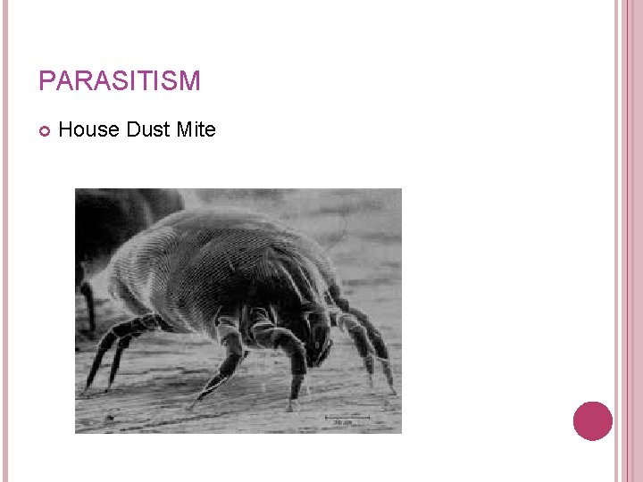 PARASITISM House Dust Mite PARASITISM House Dust Mite