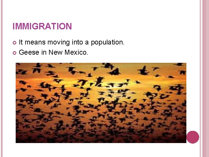 IMMIGRATION It means moving into a population. Geese in New Mexico. IMMIGRATION It means moving into a population. Geese in New Mexico.