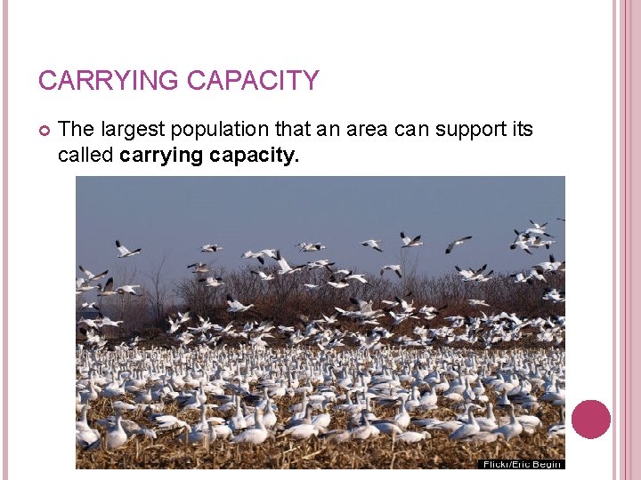 CARRYING CAPACITY The largest population that an area can support its called carrying capacity. CARRYING CAPACITY The largest population that an area can support its called carrying capacity.