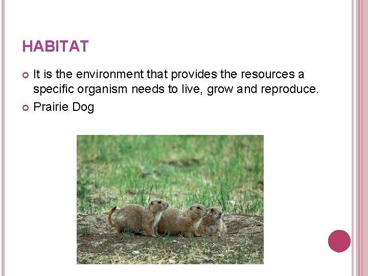 HABITAT It is the environment that provides the resources a specific organism needs to HABITAT It is the environment that provides the resources a specific organism needs to
