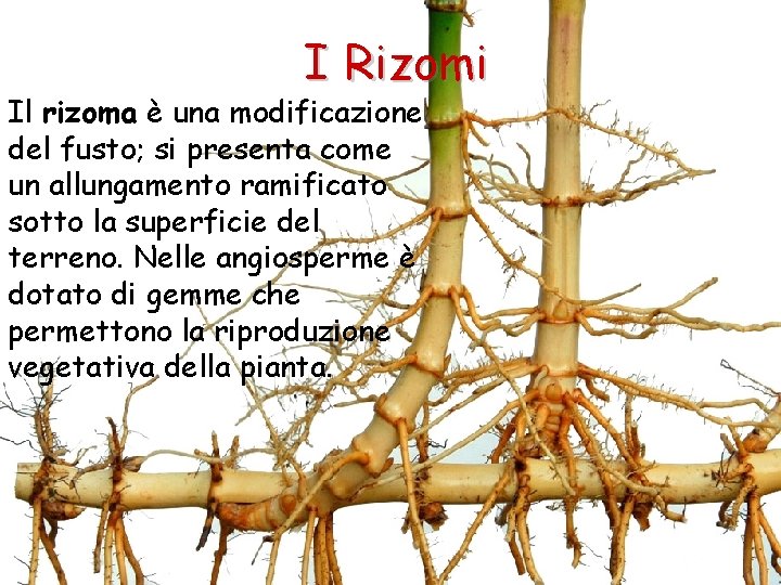 I Rizomi Il rizoma è una modificazione del fusto; si presenta come un allungamento