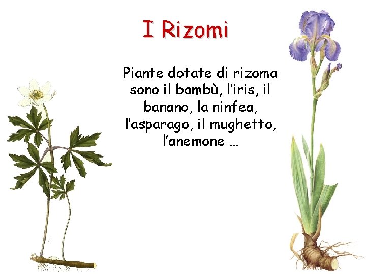 I Rizomi Piante dotate di rizoma sono il bambù, l’iris, il banano, la ninfea,