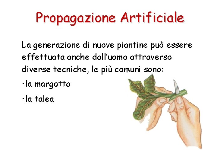 Propagazione Artificiale La generazione di nuove piantine può essere effettuata anche dall’uomo attraverso diverse