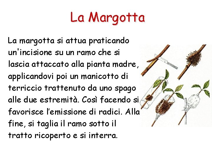 La Margotta La margotta si attua praticando un'incisione su un ramo che si lascia
