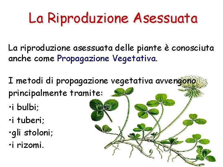 La Riproduzione Asessuata La riproduzione asessuata delle piante è conosciuta anche come Propagazione Vegetativa.