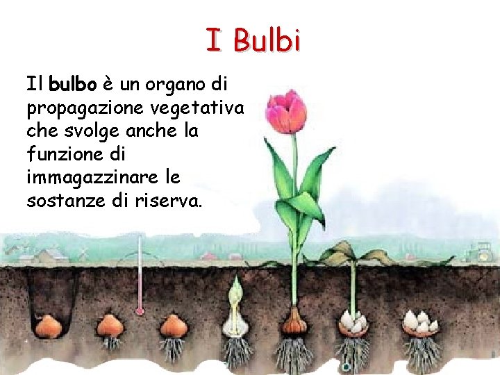 I Bulbi Il bulbo è un organo di propagazione vegetativa che svolge anche la