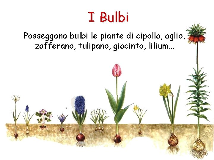 I Bulbi Posseggono bulbi le piante di cipolla, aglio, zafferano, tulipano, giacinto, lilium… 