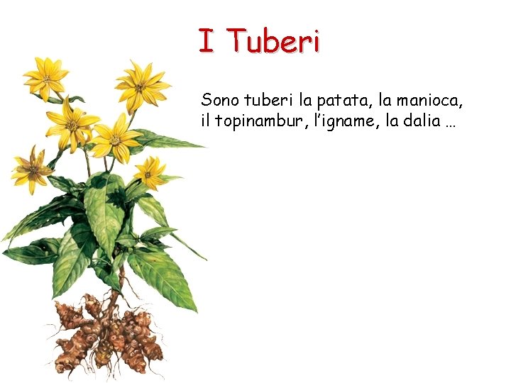 I Tuberi Sono tuberi la patata, la manioca, il topinambur, l’igname, la dalia …