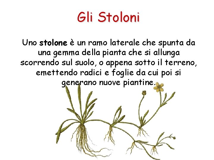 Gli Stoloni Uno stolone è un ramo laterale che spunta da una gemma della